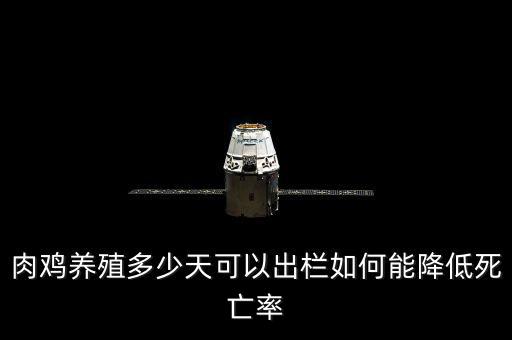 肉雞養(yǎng)殖多少天可以出欄如何能降低死亡率