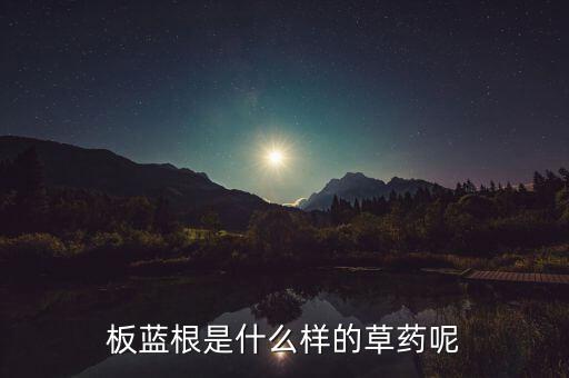 板藍根都什么樣品種,什么樣的地適合種植板藍根