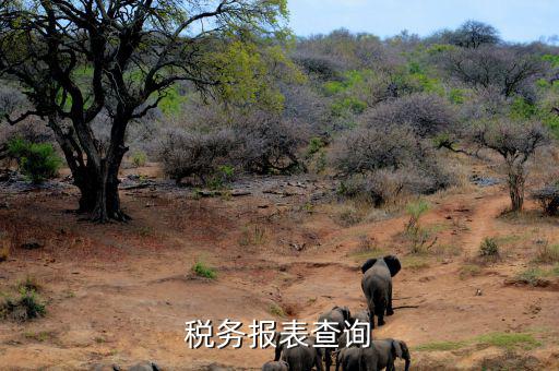 如何查詢稅務(wù)申報表，怎么查詢歷史財務(wù)報表和納稅申報表