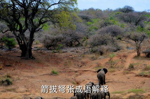 上海箭弦怎么樣,愛情就像離弦之箭一箭射向遠(yuǎn)方